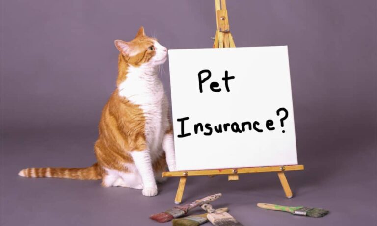 15 Best Pet Insurance UK - Mnepo Pets