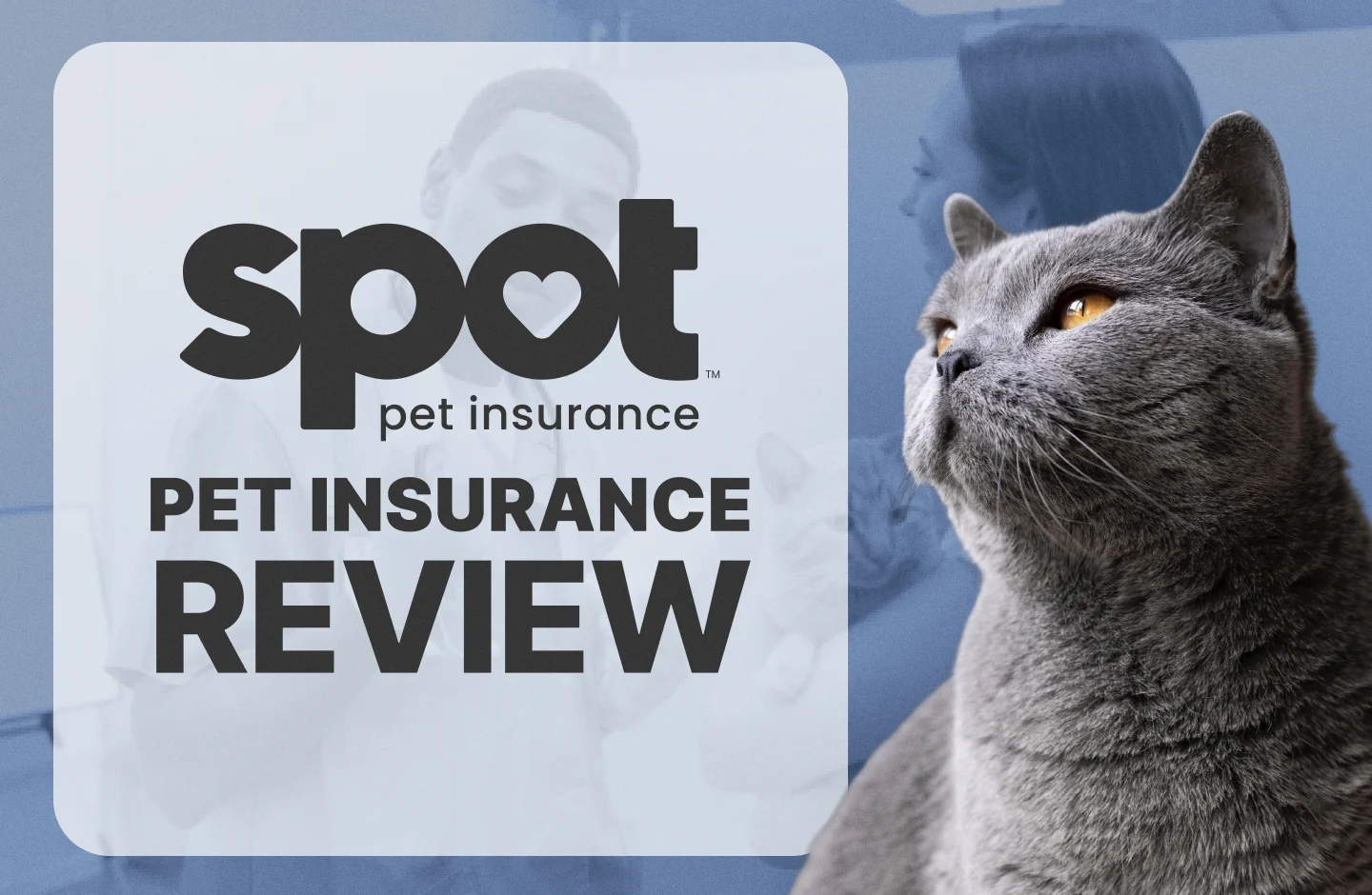 Spot-pet-insurance