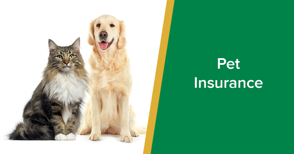 best pet-insurance