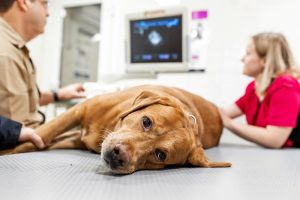 Acute Kidney Failure in Dogs: Symptoms, Causes, and Treatment - Mnepo Pets