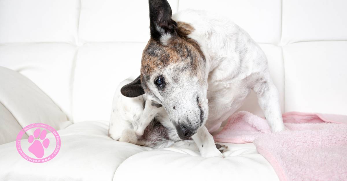 Cancerous Skin Ulcers in Dogs