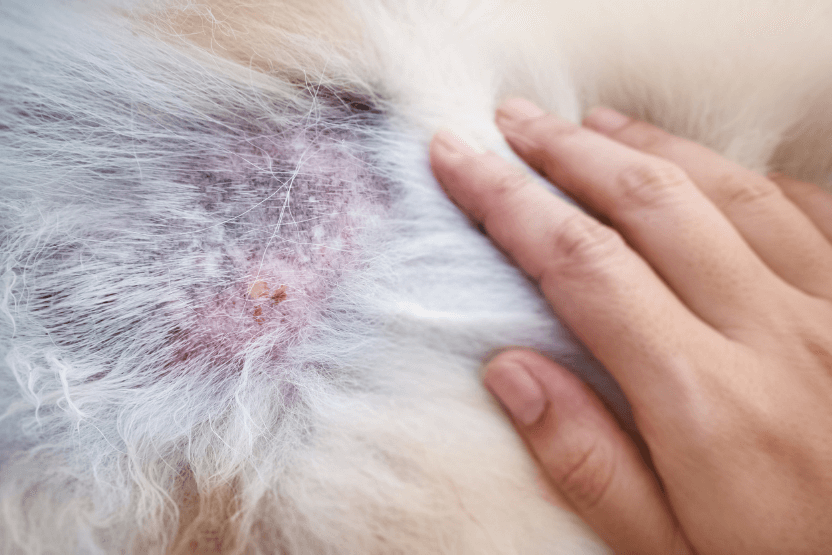 Cancerous Skin Ulcers on Dogs