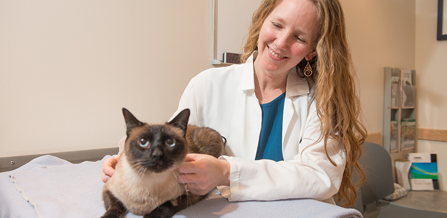Cat Kidney Health: Understanding, Maintaining, and Managing Kidney Function in Cats - Mnepo Pets