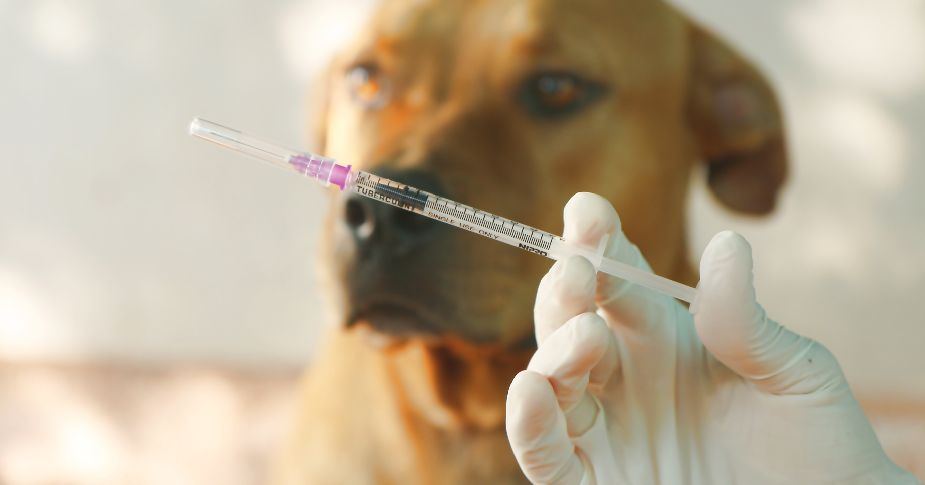 Dog Flu 2022: Understanding, Preventing, and Managing Canine Influenza - Mnepo Pets