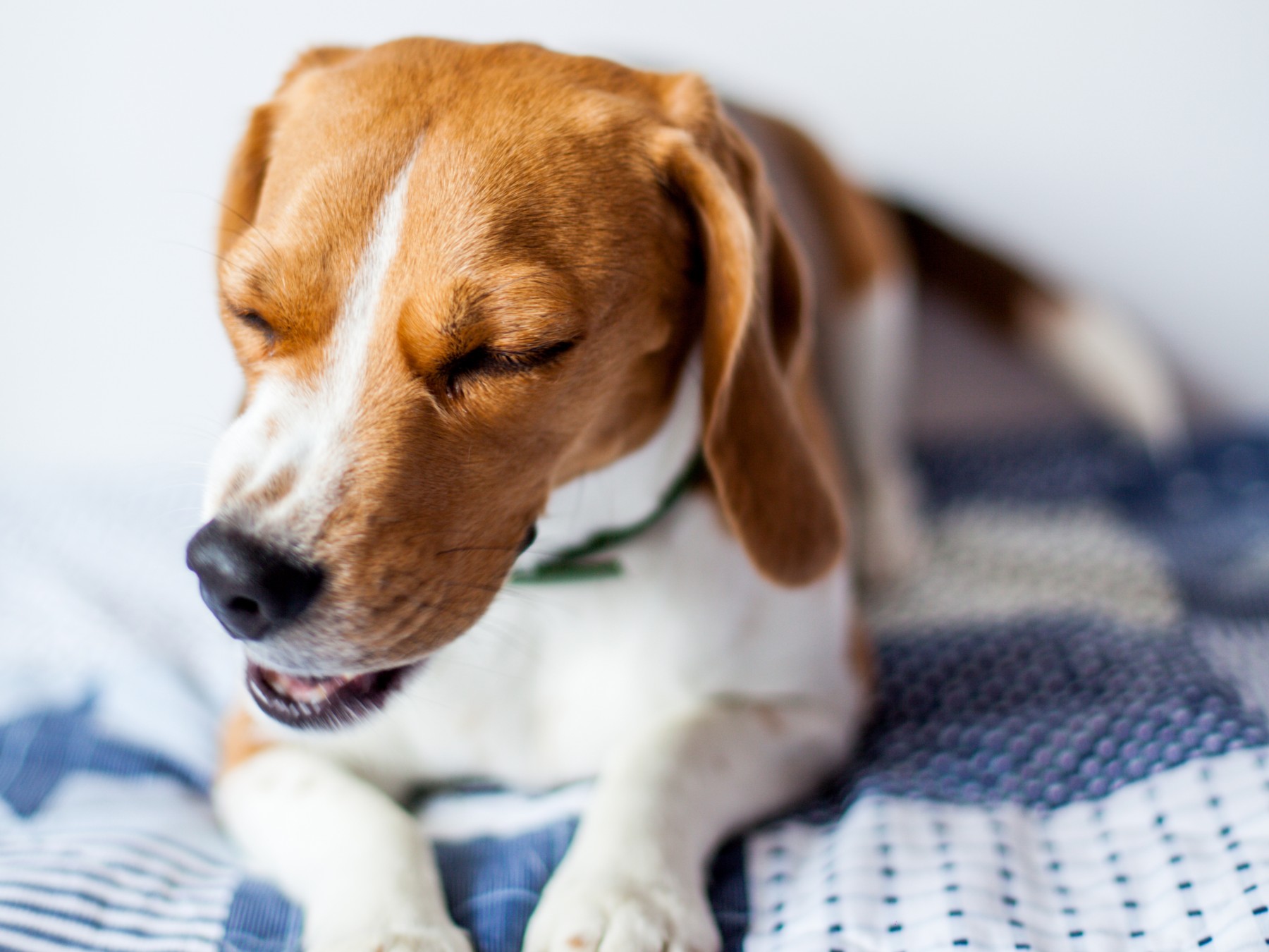 My Dog Has a Cough: Understanding, Diagnosing, and Treating Canine Coughing - Mnepo Pets