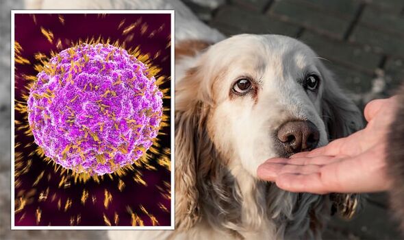 Dogs Smell Cancer: Dogs Smelling Cancer and Its Potential in Early Detection - Mnepo Pets