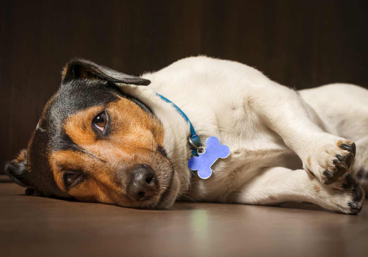 Chronic Pancreatitis in Dogs: Understanding the Causes, Symptoms, Diagnosis, Treatment, and Management - Mnepo Pets