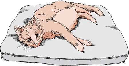 Elevated Liver Enzymes in Cats