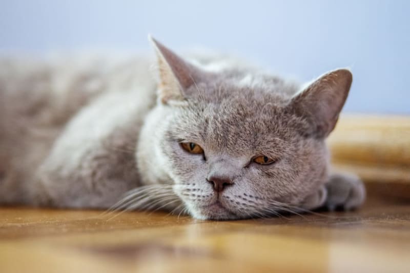 End Stage Kidney Failure in Cats