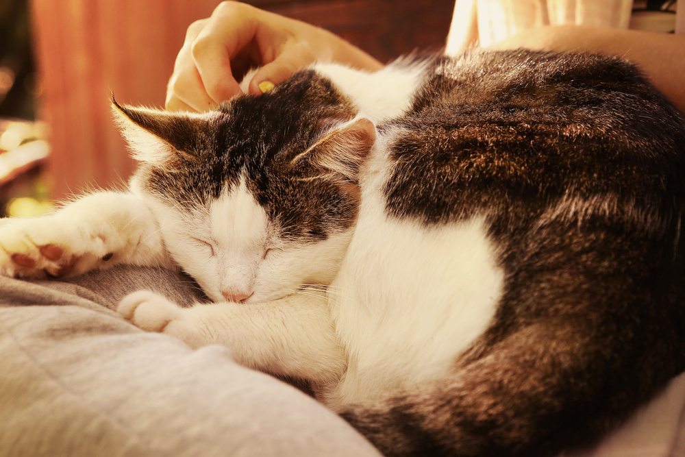 How Do Cats Act When Their Kidneys Are Failing?