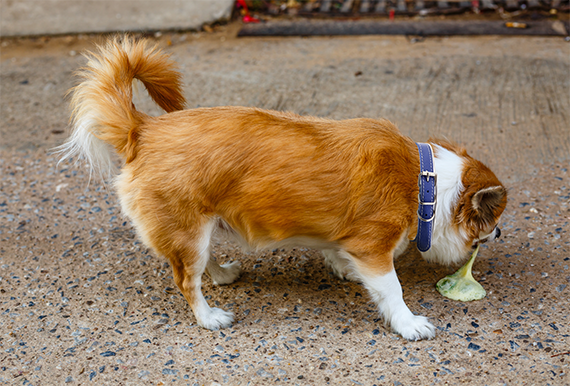 How Do You Stop Vomiting from Kennel Cough?
