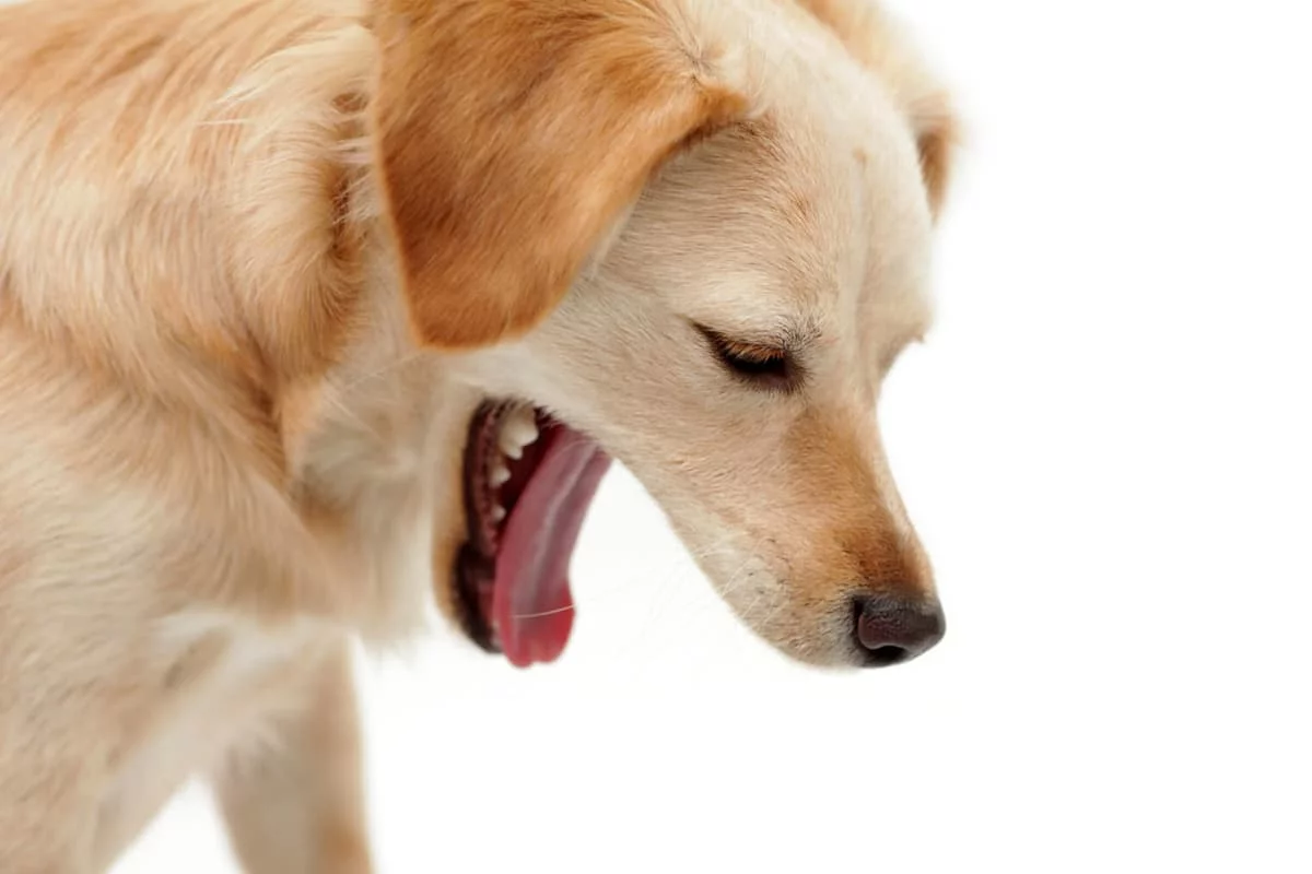 How do you know when kennel cough is bad?
