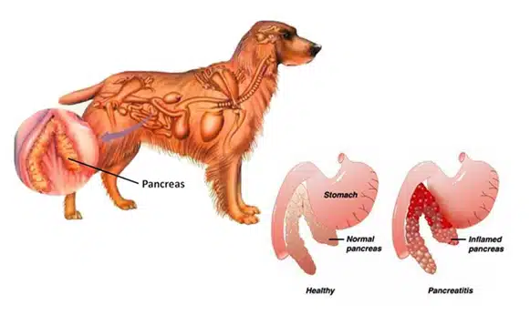 Pancreatitis in Dogs: Effective Home Treatment Strategies for Canine Pancreatitis - Mnepo Pets