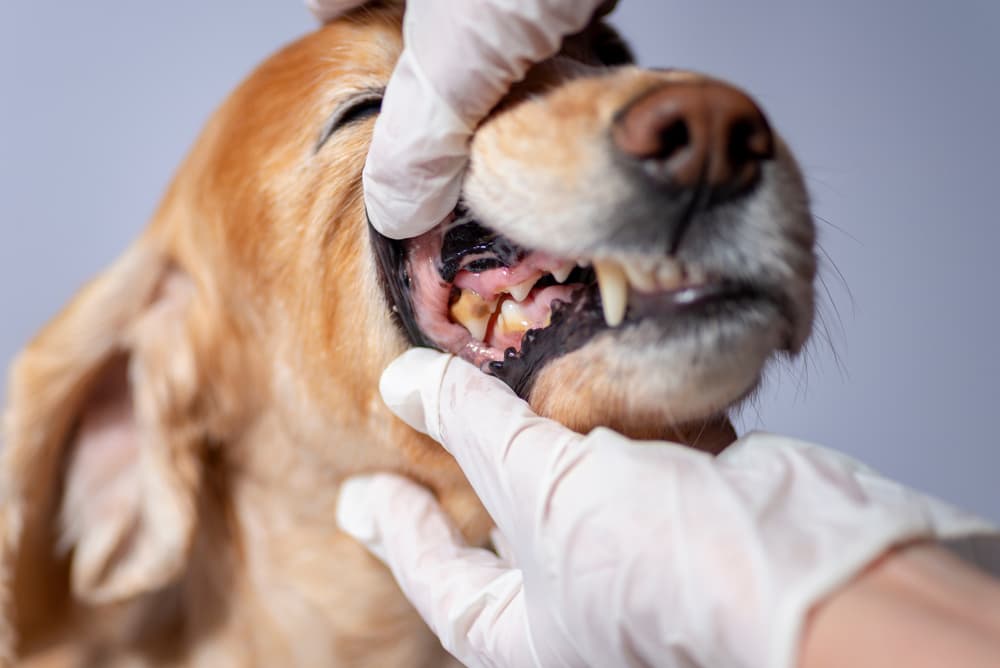 What Causes Hemolytic Anemia in Dogs?