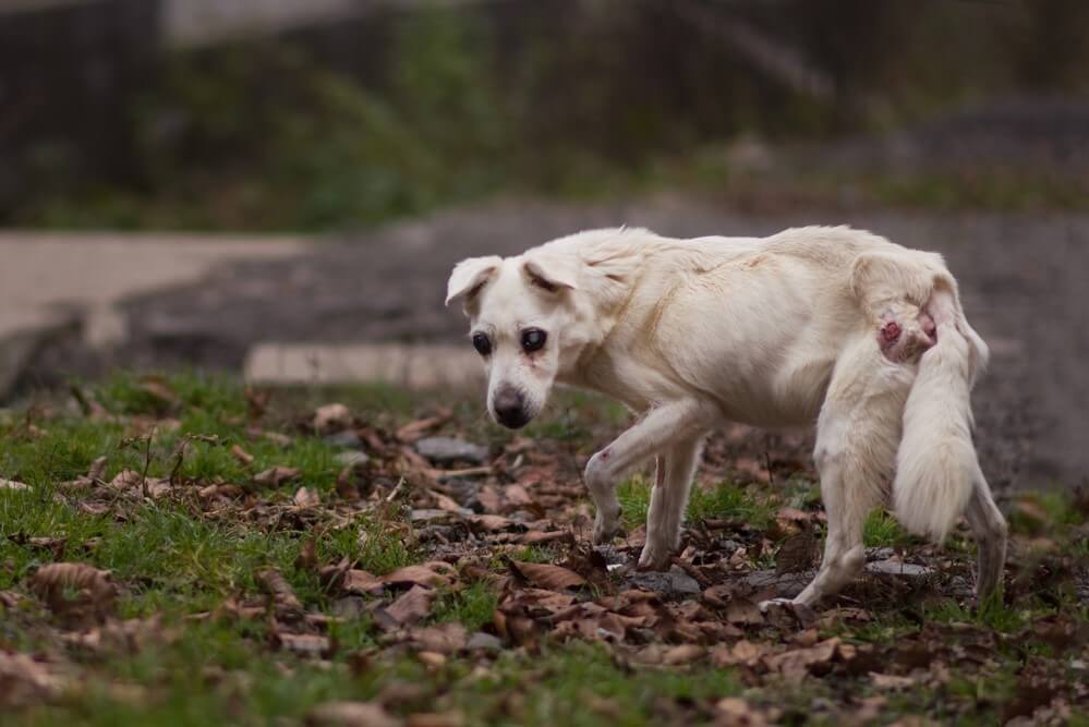 anal-sac-cancer-in-dogs