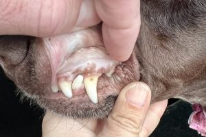 autoimmune hemolytic anemia in dogs - Mnepo Pets