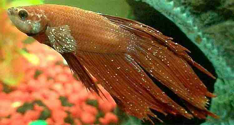 betta fish diseases