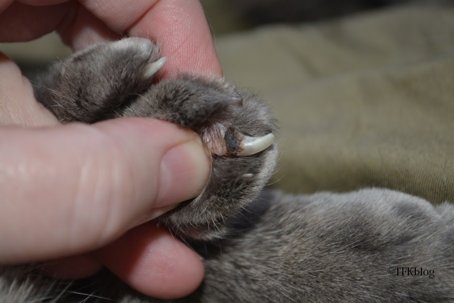 Cat Nail Infection: Causes, Symptoms, and Treatment for Feline Claw Health - Mnepo Pets