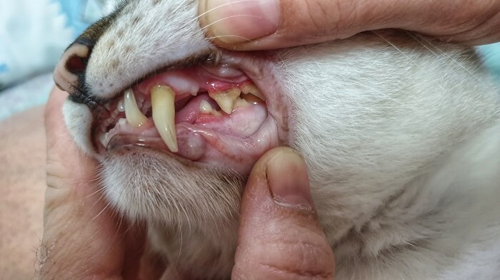 cat tooth decay - mnepo pets