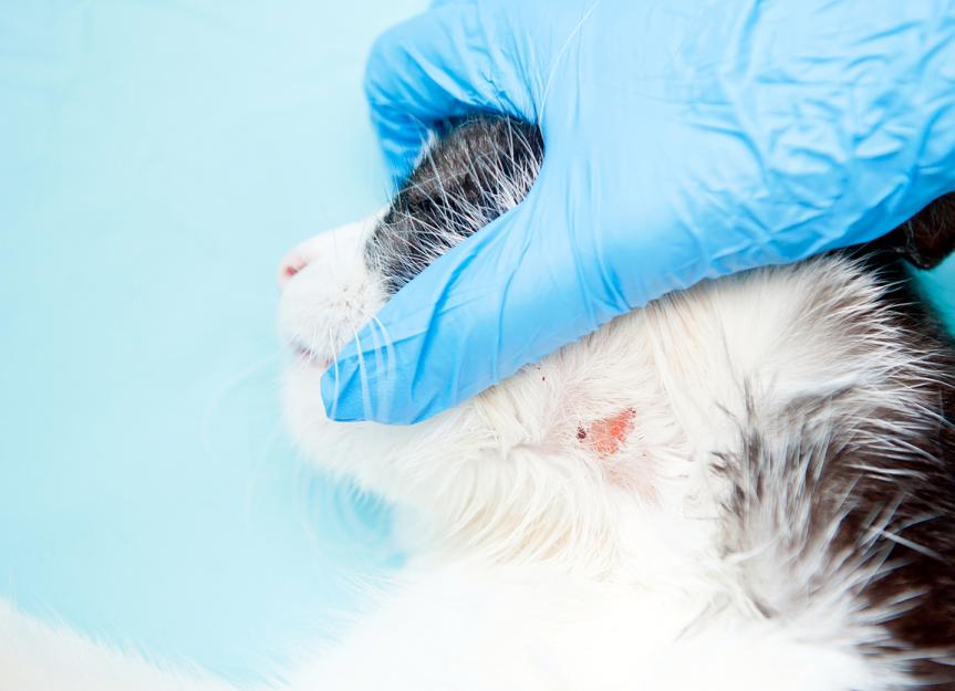 By following these strategies and working closely with your veterinarian, you can effectively manage ringworm in kittens and provide them with the care they need for a full recovery.
