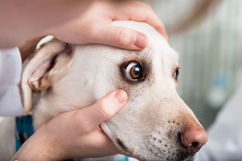 Non-Surgical Treatment Options for Dog Cataracts: Preserving Vision and Quality of Life - Mnepo Pets