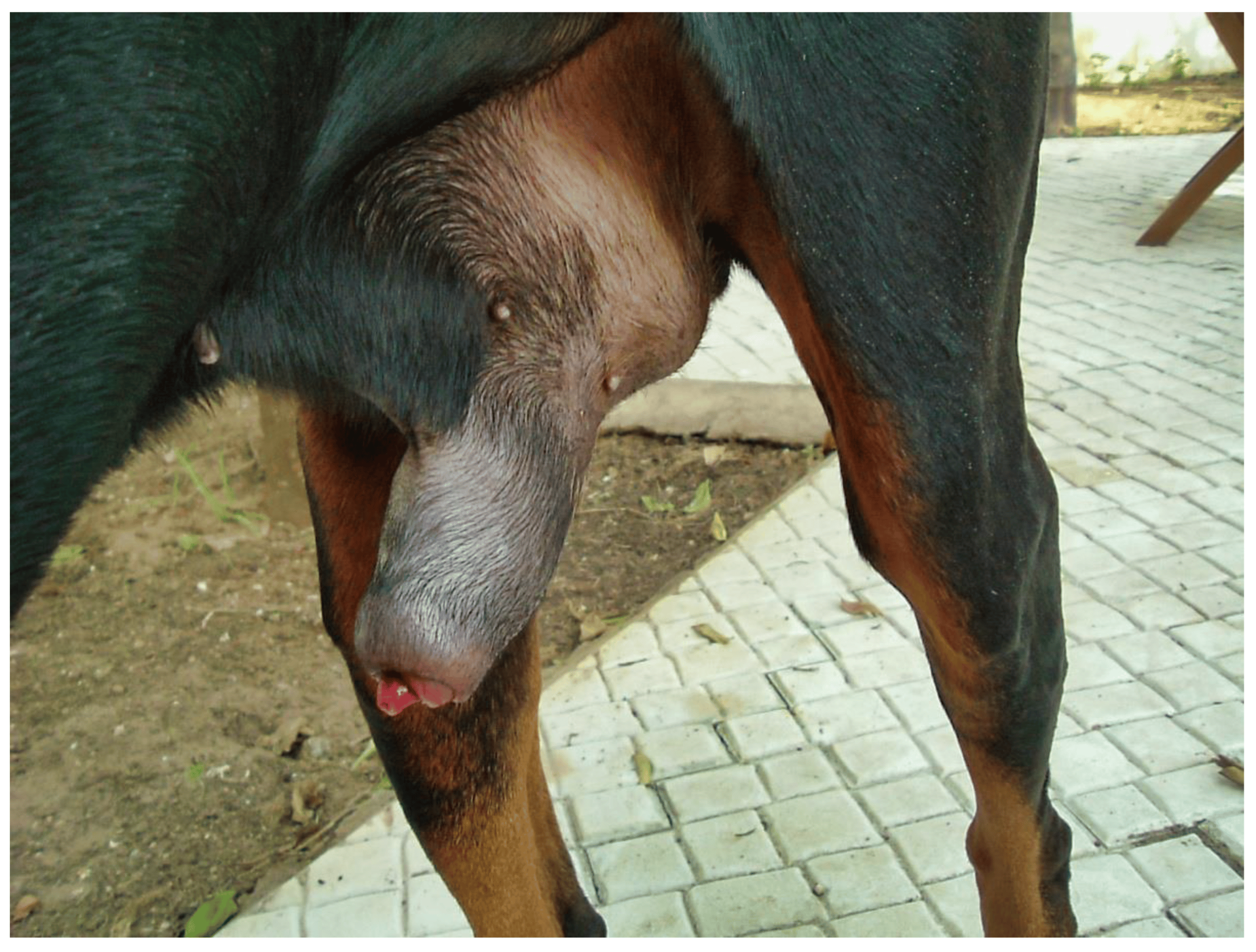 dog sheat infection