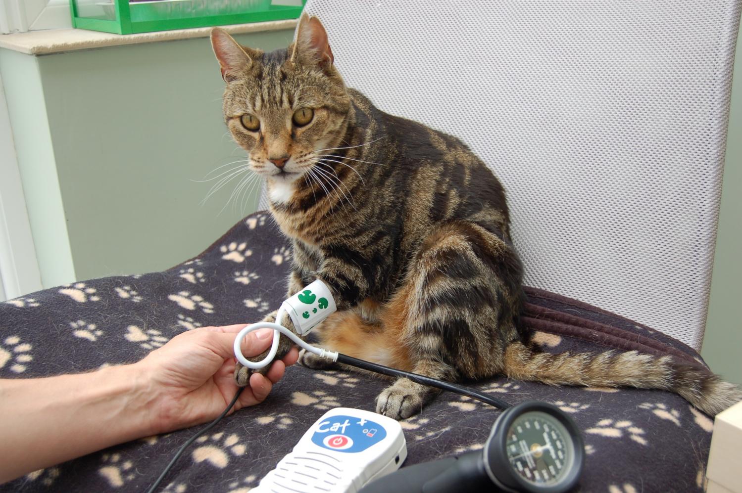 High Blood Pressure in Cats: Understanding, Diagnosing, and Managing Hypertension - Mnepo Pets