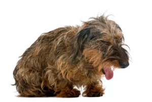 Pneumonia in Dogs: Comprehensive Care for Canine Respiratory Health - Mnepo Pets