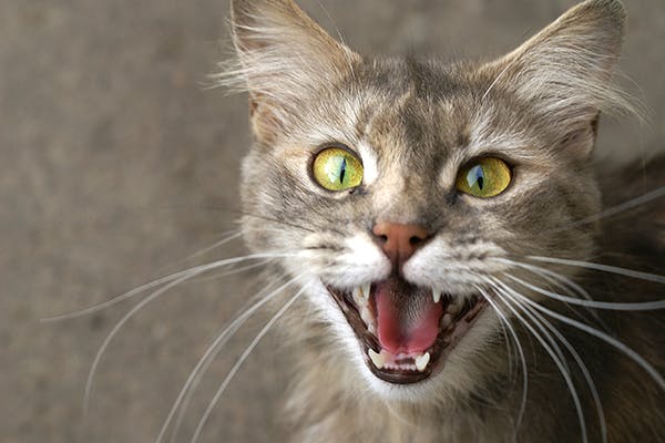 Laryngeal Paralysis in Cats: Diagnosis and Treatment - Mnepo Pets