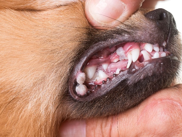 Leptospirosis in Dogs Treatment: What to Expect - Mnepo Pets