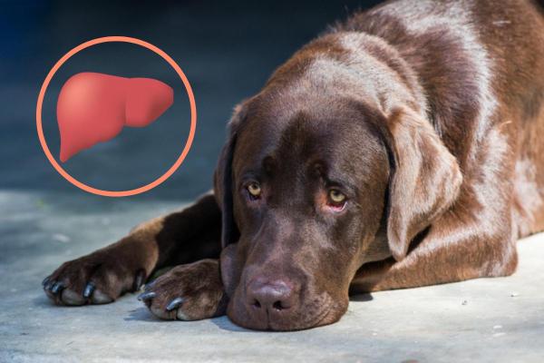 Treatment for Liver Disease in Dogs: Strategies for Managing Canine Hepatic Disorders - Mnepo Pets