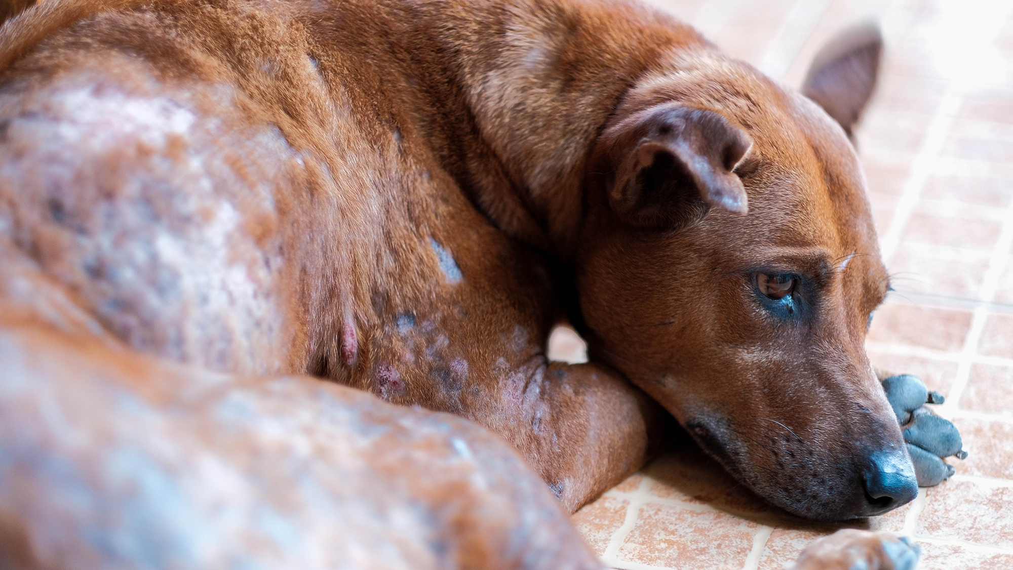 Red Mange in Dogs: Causes, Symptoms, Treatment, and Prevention - Mnepo Pets