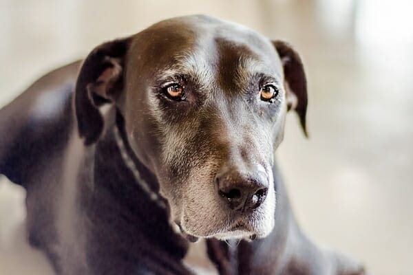 Understanding Old Dog Syndrome: Cognitive Changes in Aging Canine Companions - Mnepo Pets