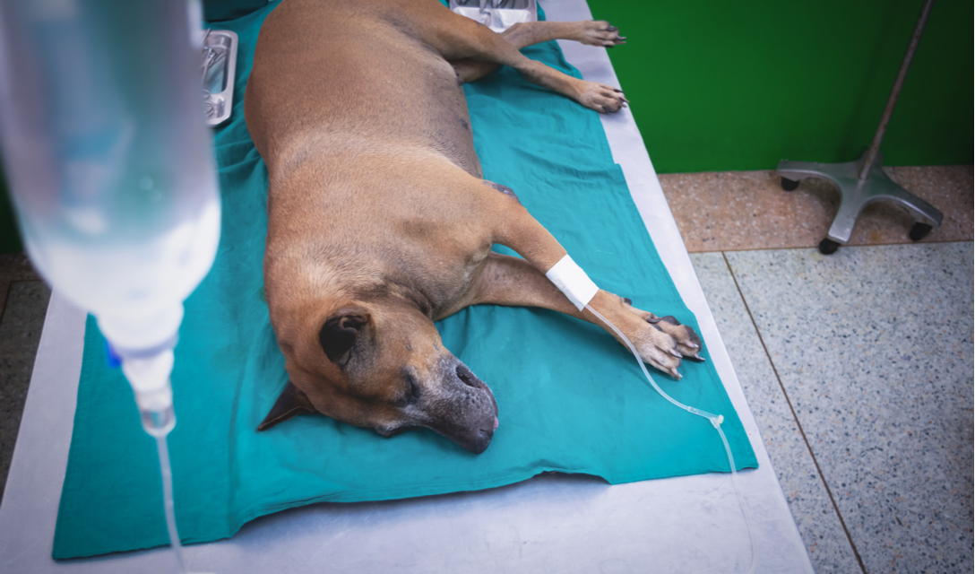 Acute Renal Failure in Dogs: Causes, Symptoms, Diagnosis, Treatment, and Prognosis - Mnepo Pets