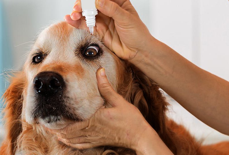 Dog Eye Ulcer Treatment: Understanding, Managing, and Promoting Healing - Mnepo Pets