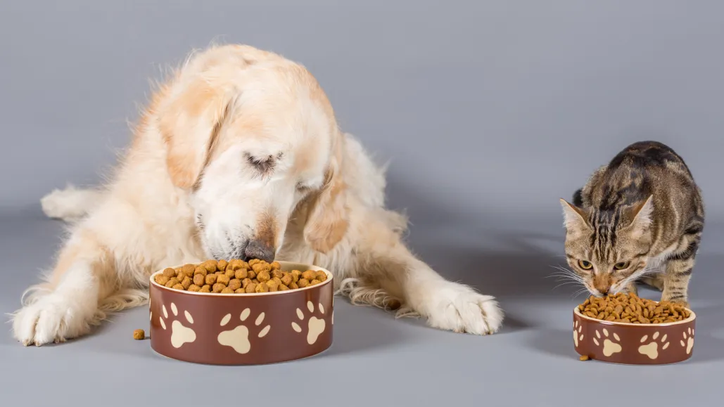 How to Find Free Quality Pet Food Near Me: A Comprehensive Guide - Mnepo
